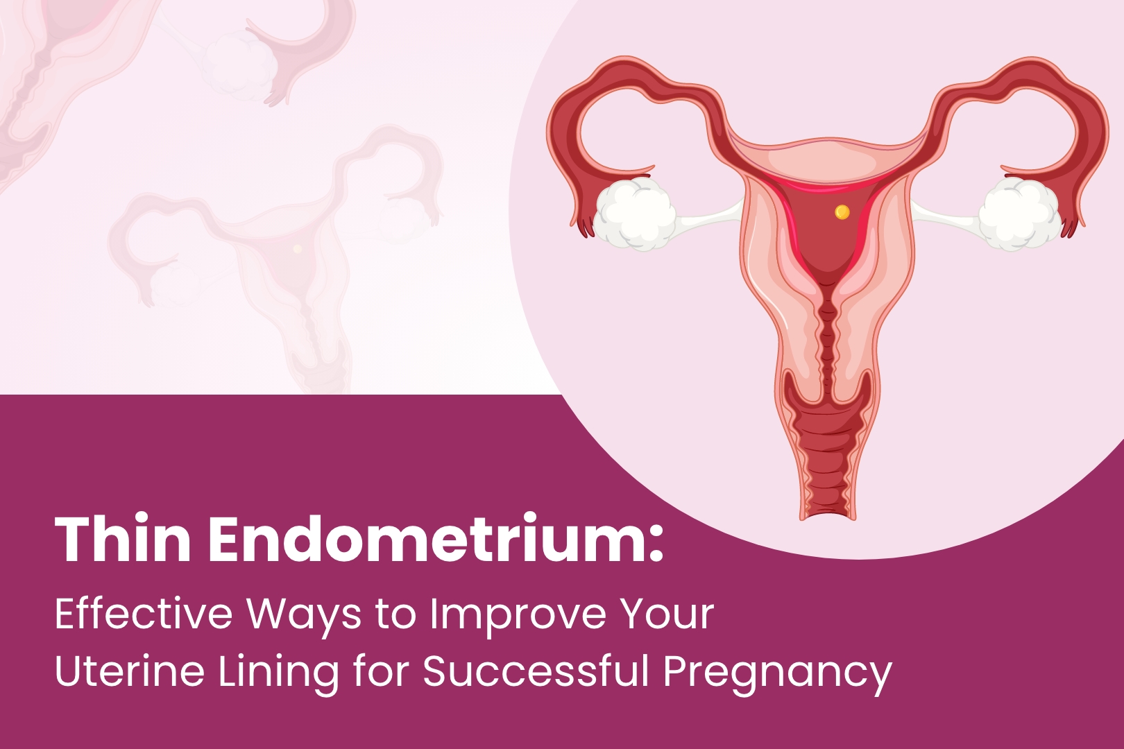 Thin Endometrium: Effective Ways to Improve Your Uterine Lining for Successful Pregnancy