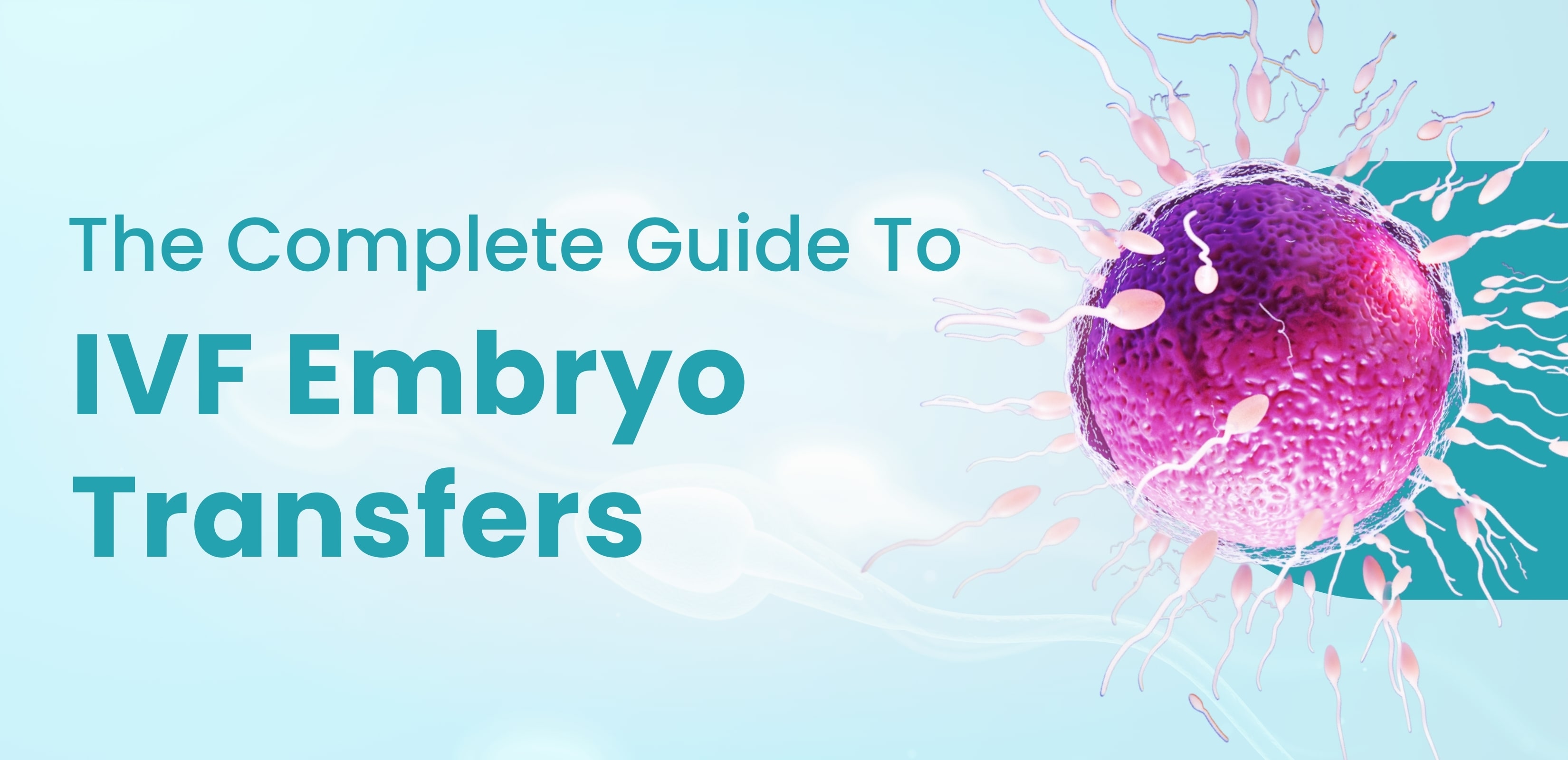 The Complete Guide To IVF Embryo Transfers